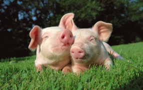 Cute pigs