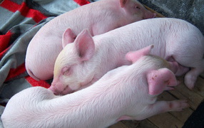 Три поросенка