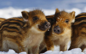 Wild pigs
