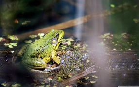 Frog on a bog
