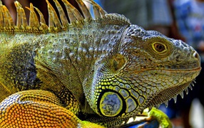 Iguana from Malaysia