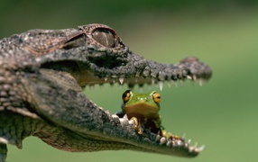 В пасти у крокодила
