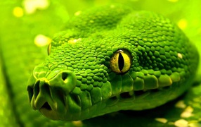 Light green snake