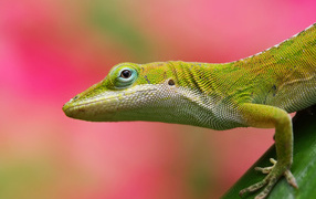 Lime lizard