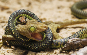 Lizard vs. snake