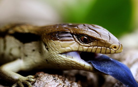 Ящерица с синим языком