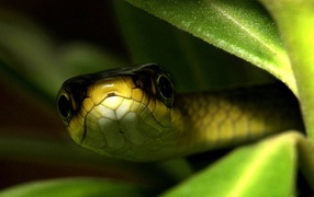 Змея в траве