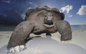 Морская черепаха