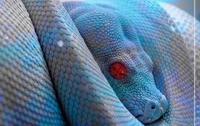 the Blue python
