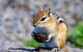 Chipmunk with nut