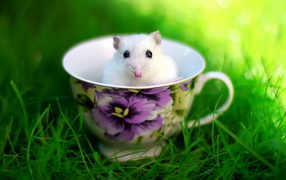 Mouse in a cup