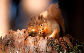 two squirrels