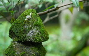 Snail on a rock