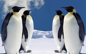 Императорские пингвины