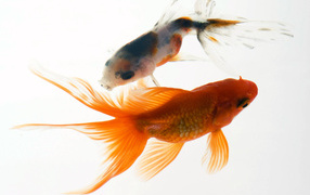 Аквариумные рыбки