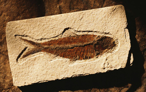 Коричневая рыбка