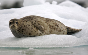 Обыкновенный тюлень