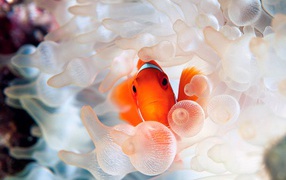Коралловая рыбка
