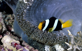 коралловая рыбка