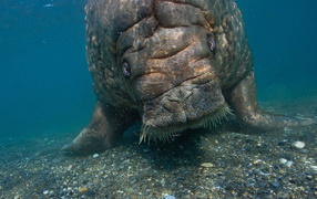 Морская корова