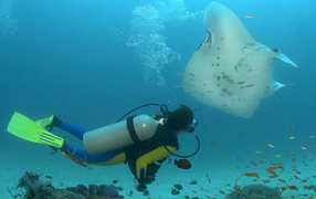 Дайвер и скат