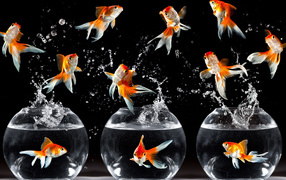 Рыбки в аквариуме
