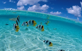 Рыбки у берега