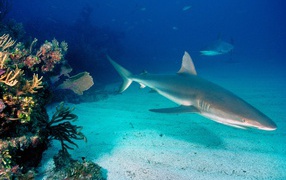 Серые рифовые акулы