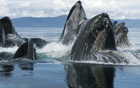 Humpbacked whales