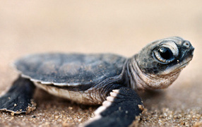 Черепашонок