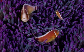 Морские рыбки