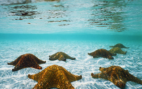 Морские звезды