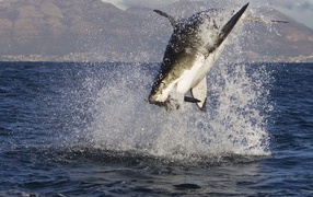 Акула в нападении