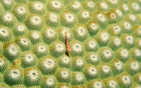 Маленький морской житель