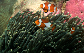 Полосатые рыбки