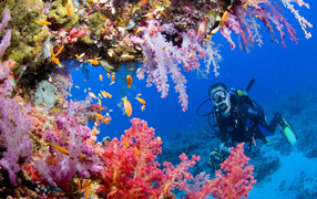 Красота подводного мира