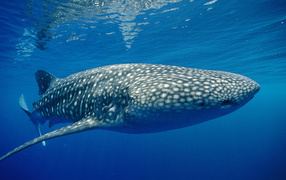 Тигровая акула