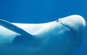 White dolphin