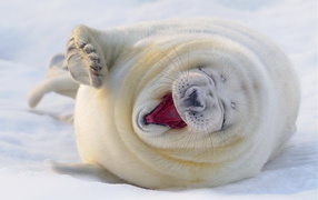 Yawning fur seal