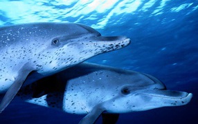 Два дельфина