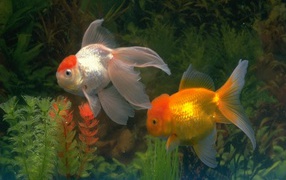 Золотые рыбки