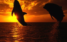 Дельфины на закате