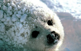 Детеныш моржа