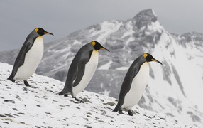 penguins Family