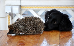 Dog and Hedgehog