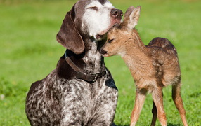 Пес и олененок