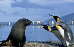 Fur seals and penguins