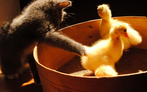 Котенок и утята