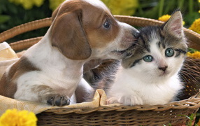 Щенок и котенок