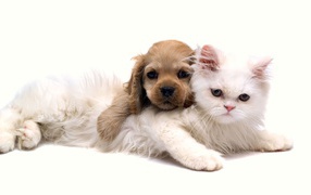 White cat and puppy